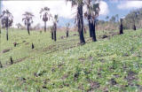 soybeans growing on mountainside in Montana de la Flor